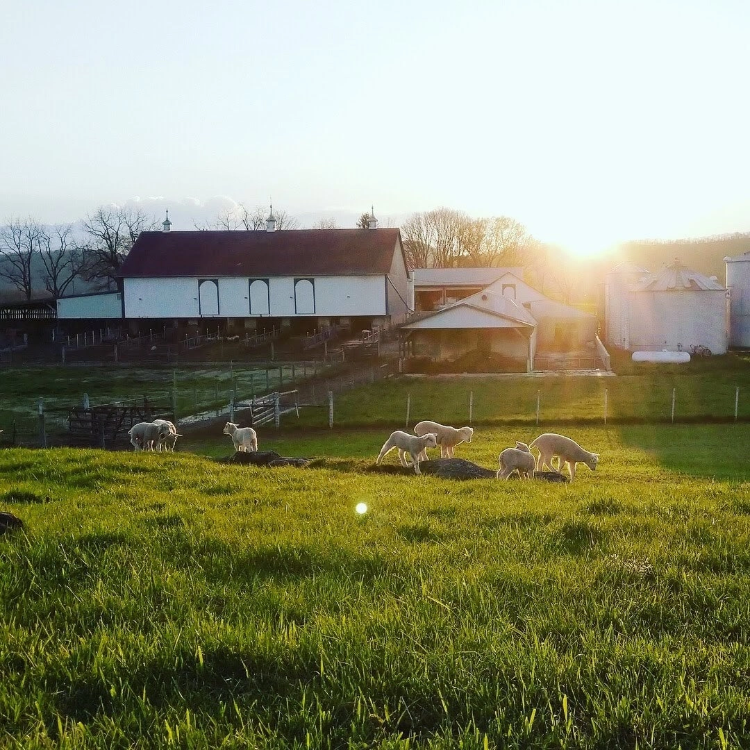 Wholesome Harvest Non-GMO Soy-Free Pastured Poultry Grower 19% For growing chickens or ducks