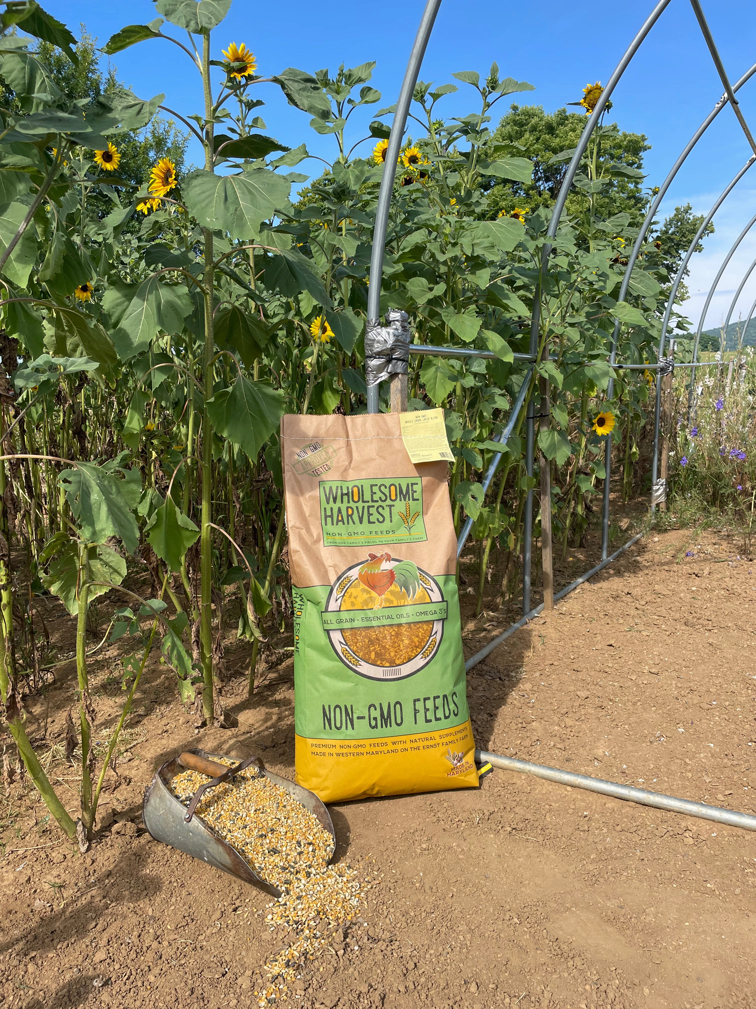 Wholesome Harvest Non-GMO Soy-Free Pastured Poultry Grower 19% For growing chickens or ducks